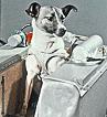 chienne-laika.jpg